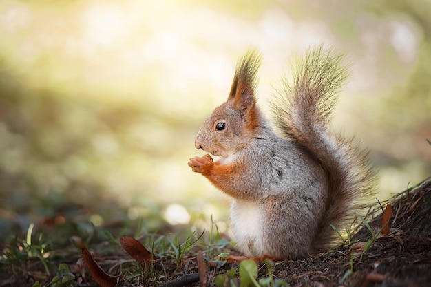 Red Squirrel climbing up in a tree