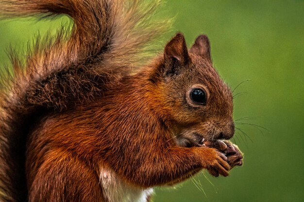 Red squirrel close-up
