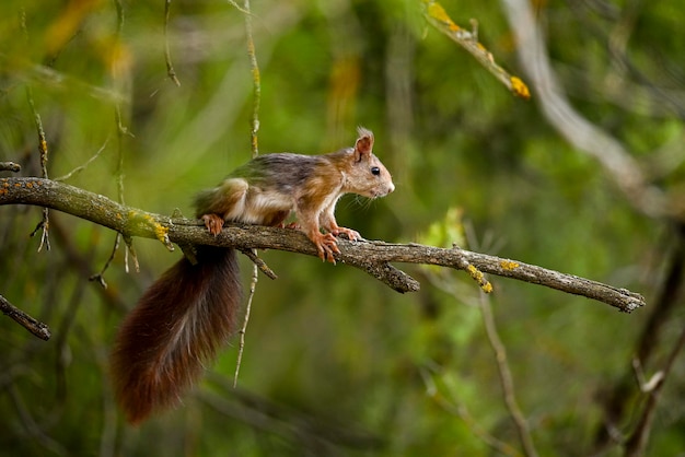 The red squirrel or common squirrel is a species of sciuromorph rodent in the family Sciuridae.