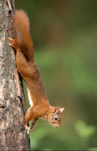 Рыжая белка - милое животное, которое живет в лесу. Видно в его естественной среде обитания.