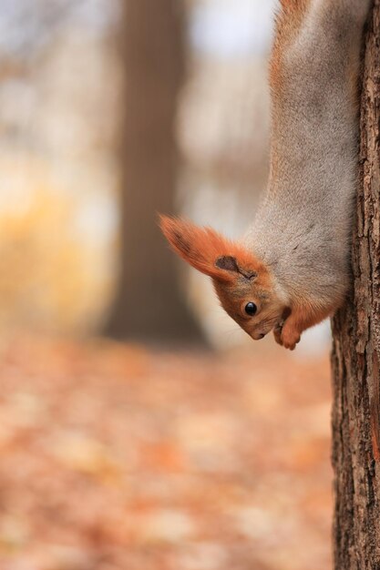 Foto uno scoiattolo rosso mangia noci appese a un albero messa a fuoco morbida