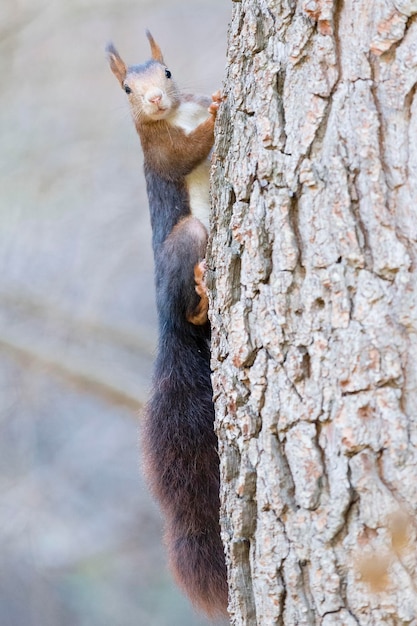 Красная белка или евразийская красная белка Sciurus vulgaris Малага Испания