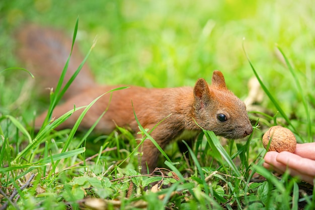 写真 野生の自然の中で餌をやるキタリス