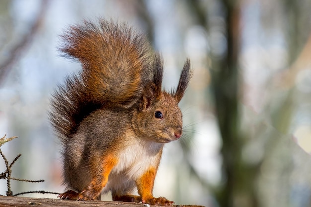 Red squirrel in forest looks at camera closeup