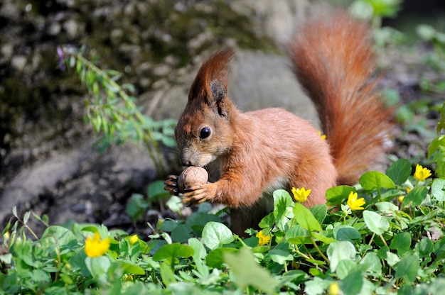 Red Squirrel in the forest