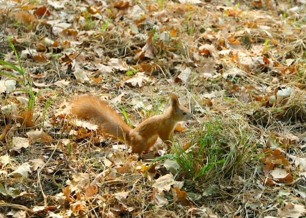 Red squirrel in forest