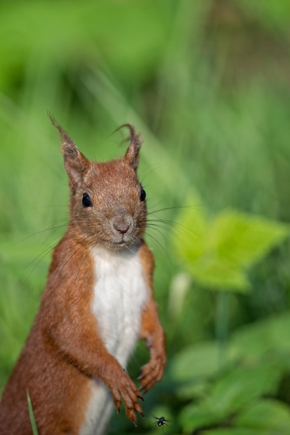 Red squirrel in the forest