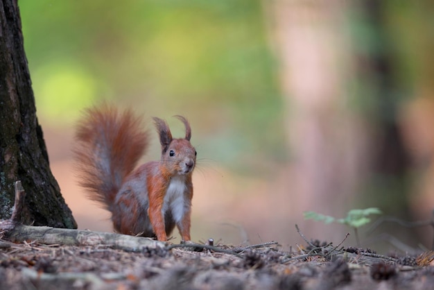 Red Squirrel in the forest