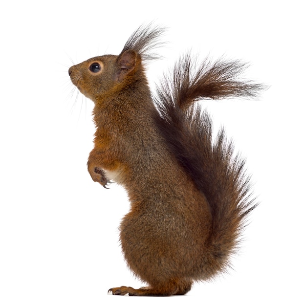 Red squirrel in front of a white background