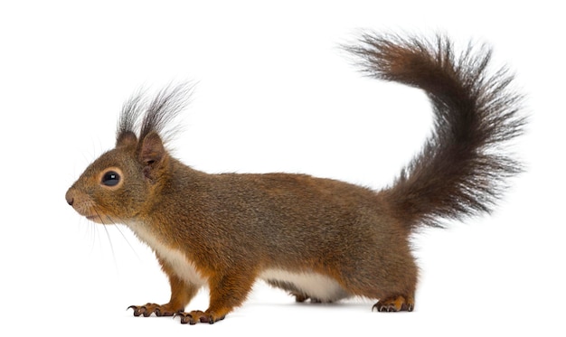 Red squirrel in front of a white background