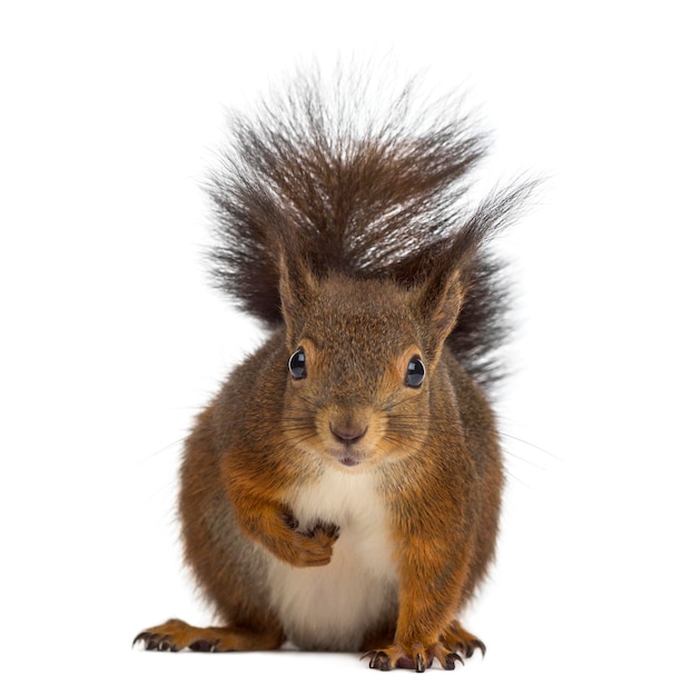 Red squirrel in front of a white background