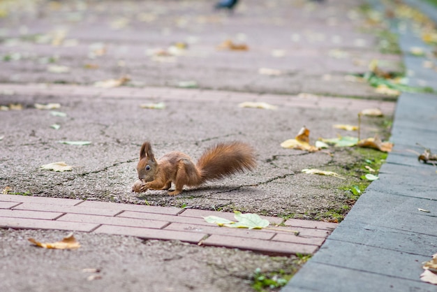 Red squirrel holding a nut