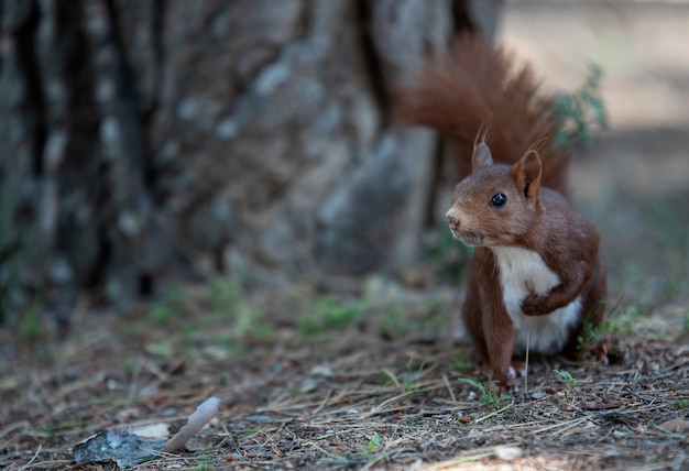 사진 자연 서식 지에서 붉은 다람쥐