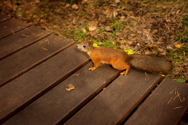 A red squirrel is sitting on a tree path in the autumn forest