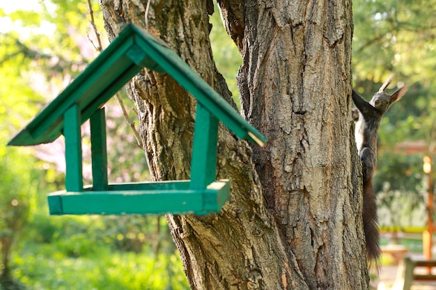 Red squirrel looks behind the trunk of a tree near the feeder