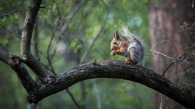 Red squirrel in a molt Spring squirrel in the park Nature conservation Protection of Nature