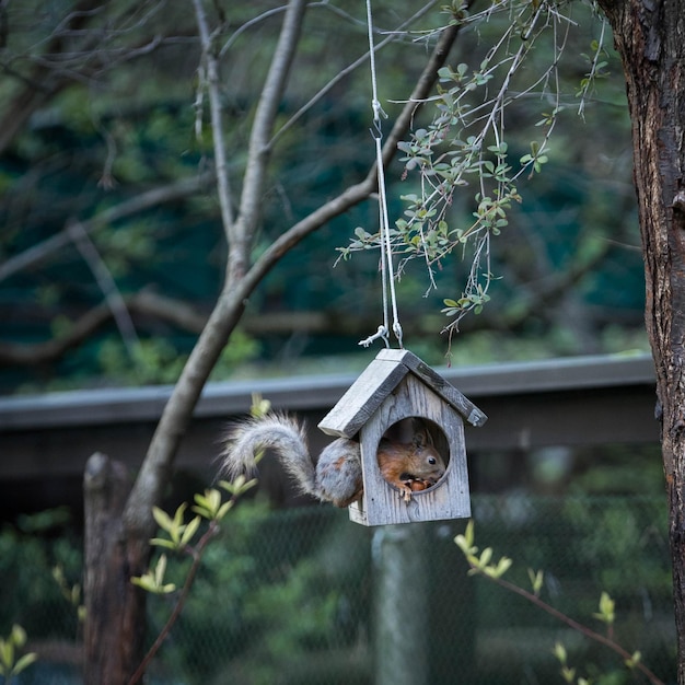 Red squirrel in a molt Spring squirrel in the park Nature conservation Protection of Nature