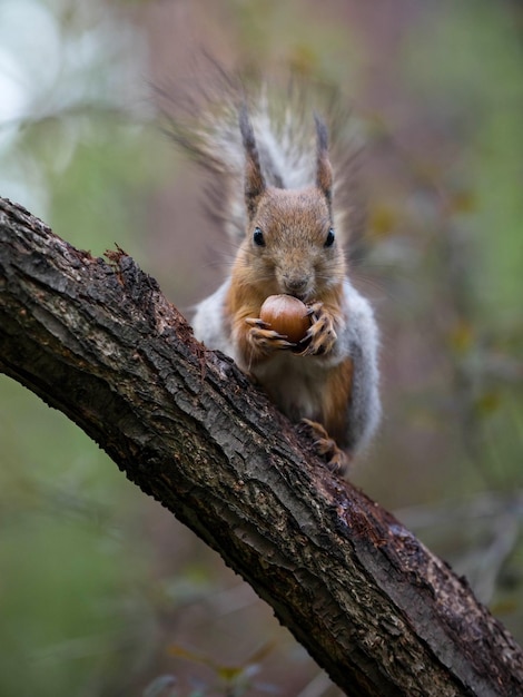 Red squirrel in a molt spring squirrel in the park nature\
conservation protection of nature