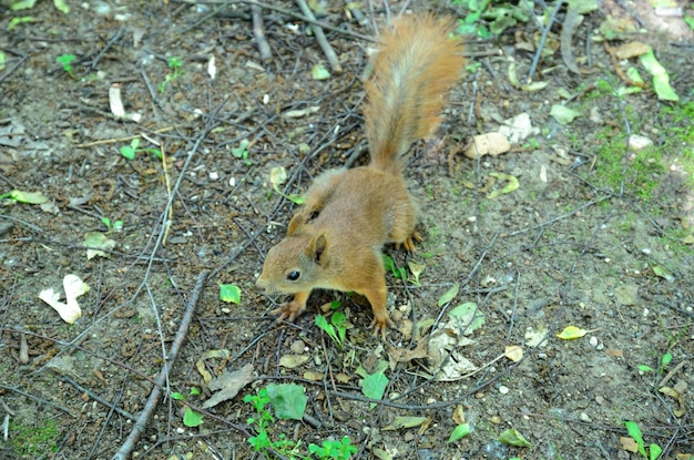 a red squirrel near a tree in the forest