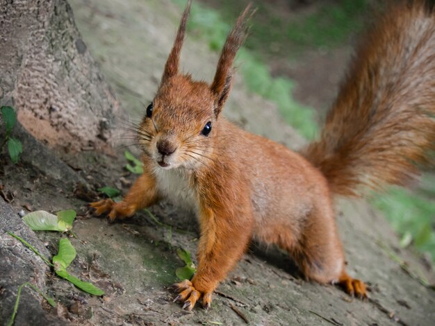 Red squirrel in the park close-up.