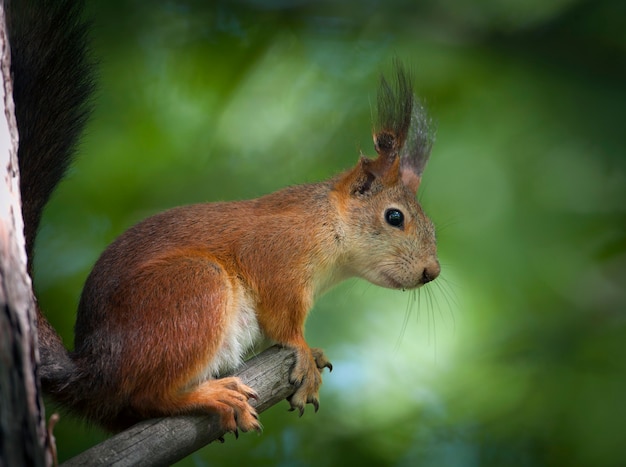 Red squirrel in the park of Moscow