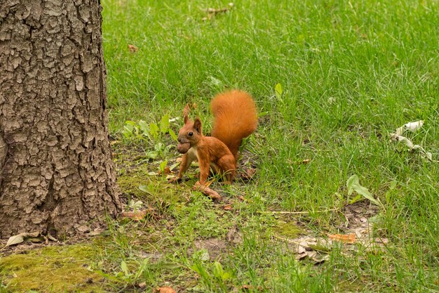 Red squirrel in the park with a nut in its mouth Cute squirrel