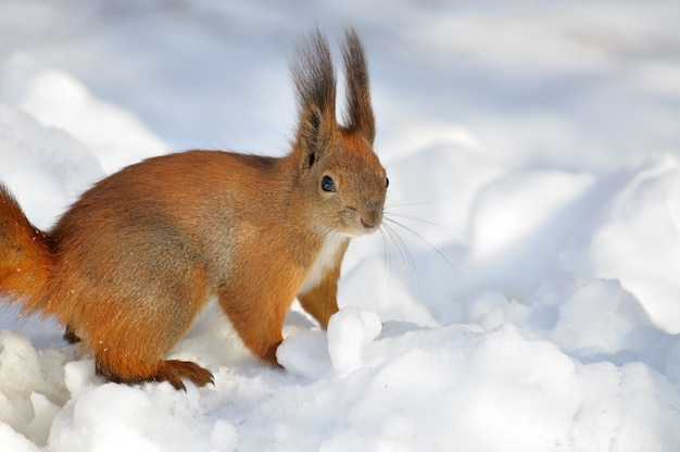 雪の上をふざけて飛び越えるキタリス