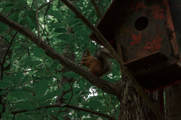 Red squirrel posing on a tree portrait of a funny furry\
squirrel with funny furry ears sitting on a tree