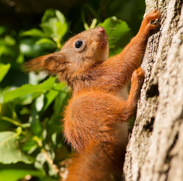 Рыжая белка Sciurus vulgaris Маленькое животное бегает по стволу дерева