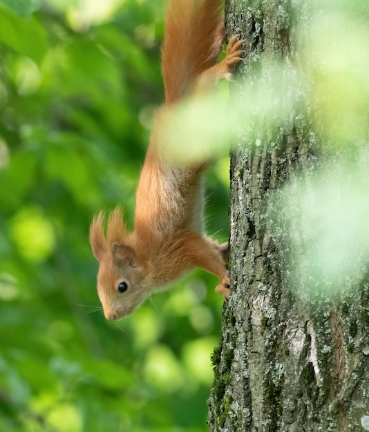 붉은 다람쥐 Sciurus vulgaris 숲속의 나무에 숨어있는 다람쥐