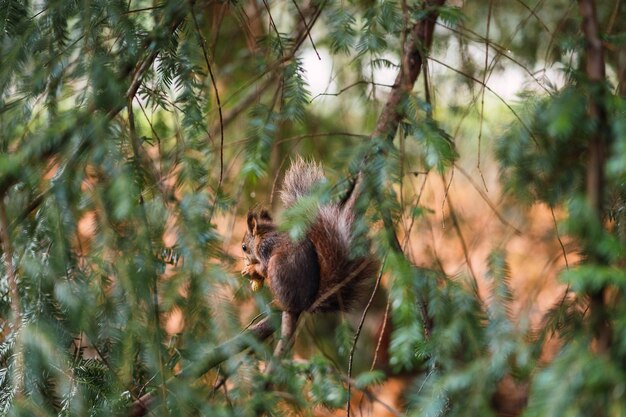 Рыжая белка, вид со спины, начало sciurus vulgaris campo grande valladolid, испания