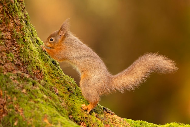 Photo red squirrel shap 5324