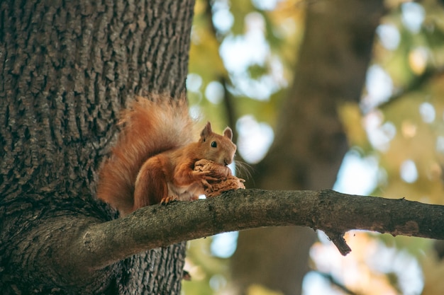 Red squirrel sits on a branch and eats a nut in the autumn forest