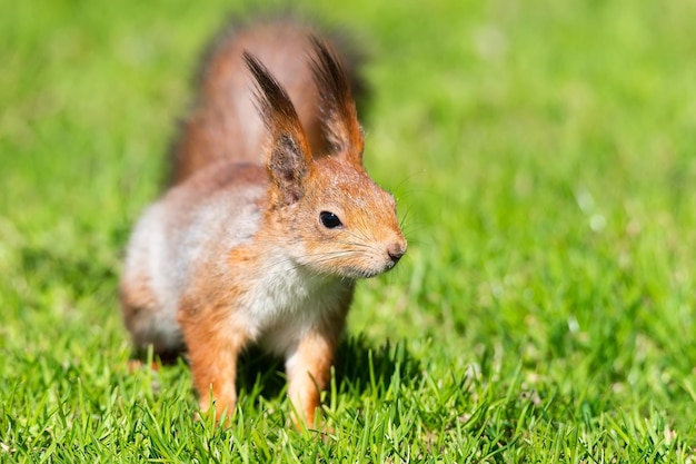 Red squirrel sits in the grass