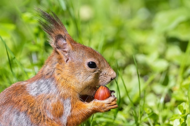 Red squirrel sits in the grassx9