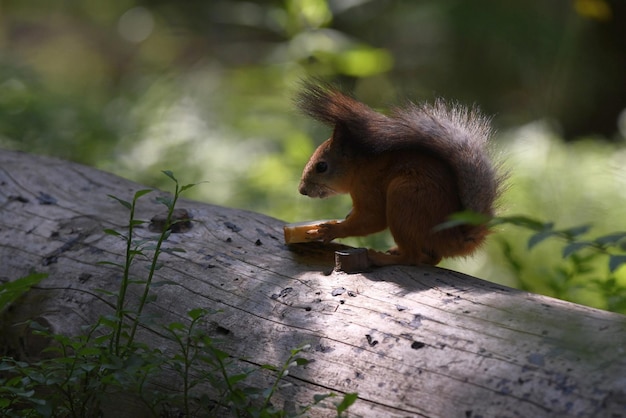 Uno scoiattolo rosso si siede su un albero nella foresta e mangia il pane