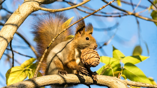 Red squirrel sits on the tree with a pine cone in autumn forest, Tomsk, Siberia