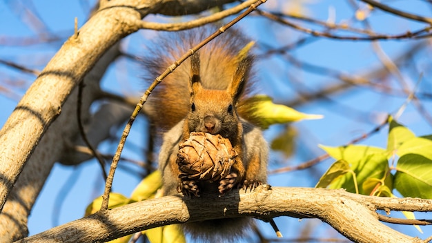 Red squirrel sits on the tree with a pine cone in autumn forest, Tomsk, Siberia