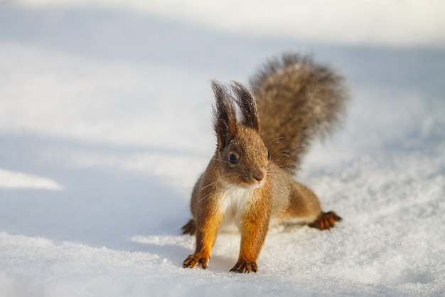 Red squirrel sits on the white snow alone and looks to the right