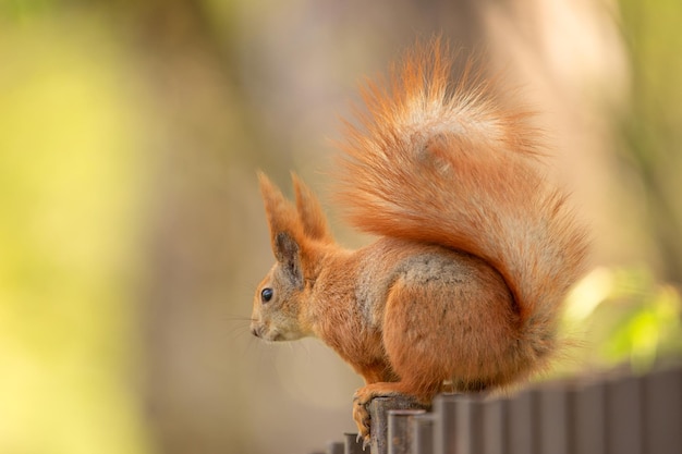 Red squirrel sitting on the fence Selective focus