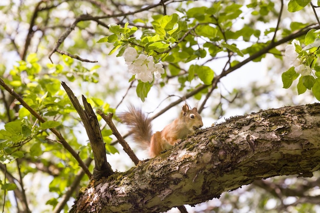 Red squirrel sitting on the tree branch on a sunnysummer day