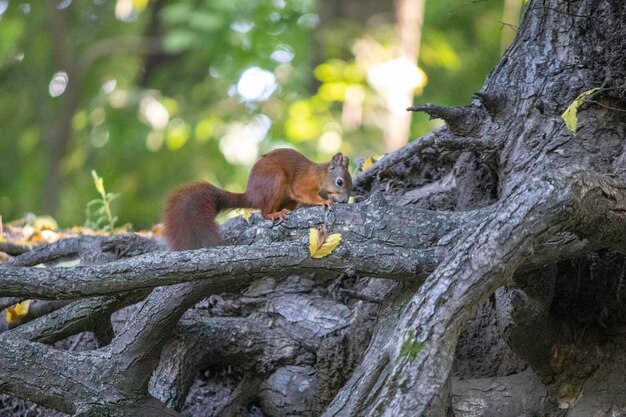 red squirrel sitting on a tree and resting