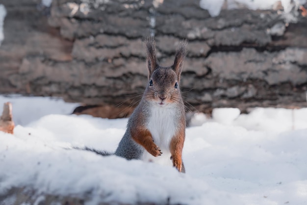 red squirrel in the snow