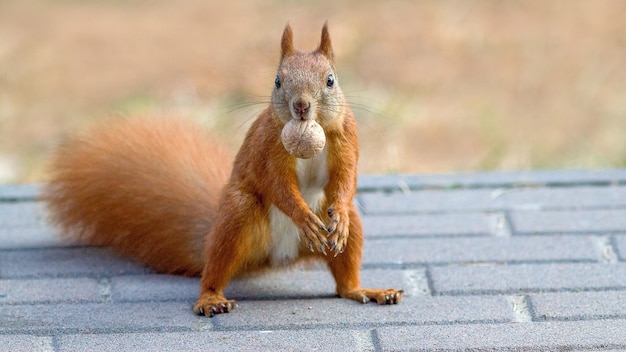 red squirrel stands on its hind legs with a nut in its teeth