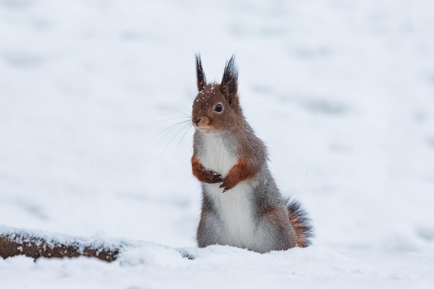 겨울에는 붉은 다람쥐가 눈 속에 서 있습니다.