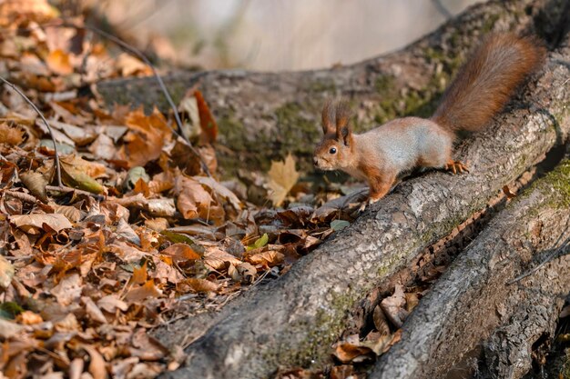 Red squirrel on tree at autumn forest