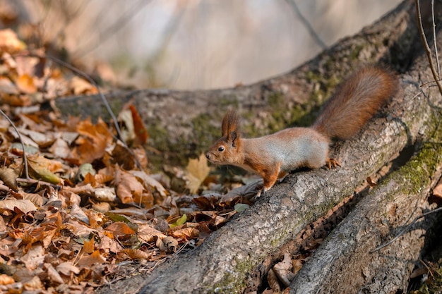 Red squirrel on tree at autumn forest