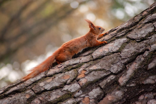 Red squirrel on tree at autumn forest