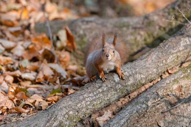 Red squirrel on tree at autumn forest