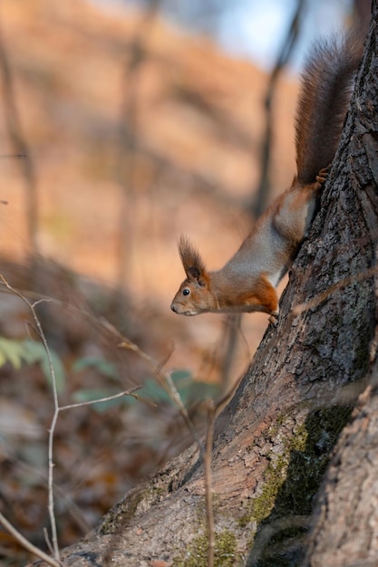 Red squirrel on tree at autumn forest